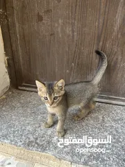 7 قطتين للتبني (منغا وفيفي) شهرين ومدربين على اللتر بوكس