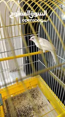  7 كناري 3 فحوله صوت نار  مع جميع اغراضهم