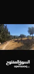  12 قطعت ارض في أم جوزه دنم و 23 متر (قابل  للتفاوض)موقع رائع الحجر مستورد من نابلس و انبا في 1950