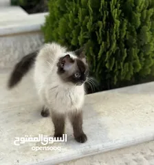  4 قطه هملايا حلوه وأليفه