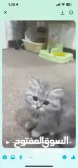  1 Kitten vico