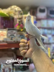  1 البينو كوكتيل أبيض جامبو أليف جدا