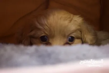  23 Mini golden retriever puppies