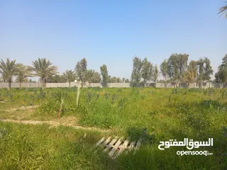  13 مزرعه 5 دونم في بغداد الرضوانيه على شارعين تبليط قرب القطاع الزراعي