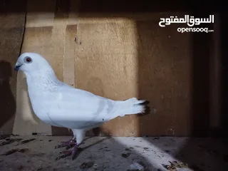  3 حمام طواير وفحول نخب النخب شغالات ميه بالميه في فحول كش بيهن