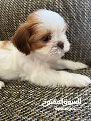  2 Shihtzu puppies 45 days  Male & female  Vaccinated and microchipped super play full location dubai