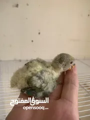  2 فراخ  كوكتيل و روز وحب إنجليزي