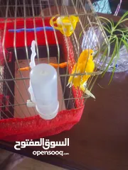 2 عصفور كنار البيع او بدل على انثى تكون جاهزه عل فحل مباشر يكون لون حلو منيح
