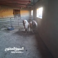  3 خرفان بلدي نذر او عقيقه للبيع وزن من 47 ل 50