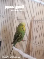  6 جواز حب انجليزي للبيع او للبدل كل اشي اله سعره وفيه دن فالو
