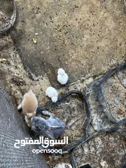  9 ارانب للبيع بسعر مناسب أنثى بلدي للون سكني معشره من 20 يوم معها فراخ ثنين فرنسيات ابيض عمر 28 يوم
