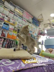  2 قطه سكوتش جولدن العمر 60 يوم بسعر مغري شامل فل بكج