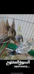  1 كوكتيل للبيع أليفات جداً جدا مخاليف سعر الحبه 15