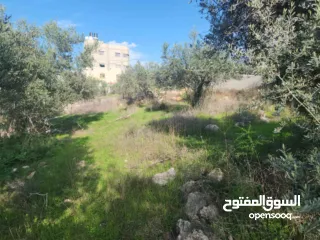  3 خلف مخابز البلد