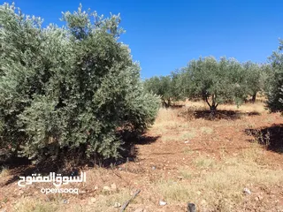 1 مزرعه خمسة دونمات صروت مزروعه تربه حمراء موقع مميز