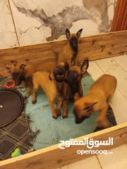  7 كلاب بالجيم مالينو