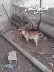  7 ماعز البينو للبيع