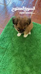  1 Tiny puppy for Sale