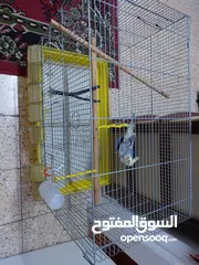  3 طائر كوكتيل للبيع