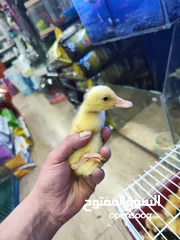  1 بط  عمر اسبوع
