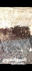  4 صيصان بلدي وابو رقيبه