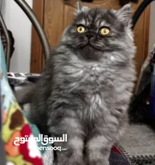  3 قطط للتبني