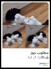  1 مطلوب جوز زي هذول بسعر مناسب