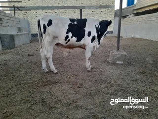  6 عجل استرالي للبيع ب3 ملايين وربع