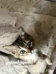  14 قطتين للتبني (منغا وفيفي) شهرين ومدربين على اللتر بوكس