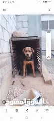  2 كلب هجين رت على جيرمن