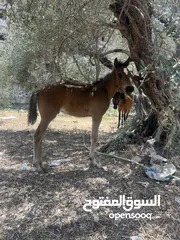  2 رافت الغزال g