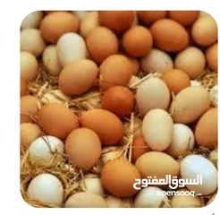 1 مطلوب بيض دجاج بلدي أو أنواع مخصب مكبس