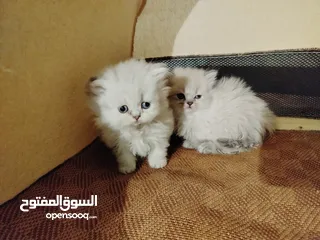 4 كتن هملايا عمر 45 يوم للبيع بسعر مغري