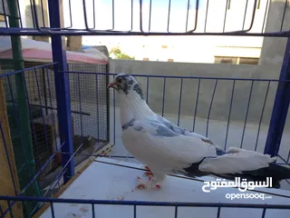  18 حمام بلدي وانواع اخره   بحاله ممتازة شغالات 14جوز وهاي بعض الصور