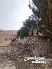  6 5 دنمات دخلة مطعم خيل وليل اكثر من قطعة