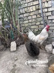  3 دجاجه بياضه للبيع