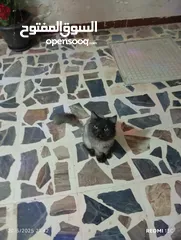  6 قطه هيمالايا اليفه الموقع عجلون كفرنجه الشراء يرن