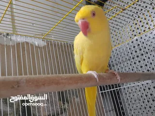  8 بسم الله الرحمن الرحيم صلو على النبي للبيع طيره دره لاتينو عيون حمر ريش كامل ناقصها ذكر بس