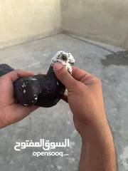  6 تنظيف سطح جوزين بسعر حرق
