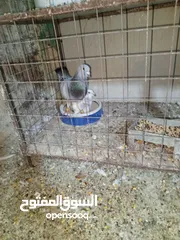 1 حمام زق شي فاخر من الاخر جواز كل جوز بسعره وفي فراخ  جواز مكفوله