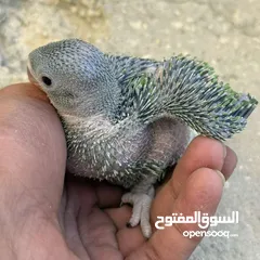  1 مطلوب ببغاء درة زق يدوي في الزرقاء