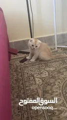  3 Golden and blue folded Scottish cat  جولدين سكوتش فولد عمر ثلاث شهور مستوى خارق