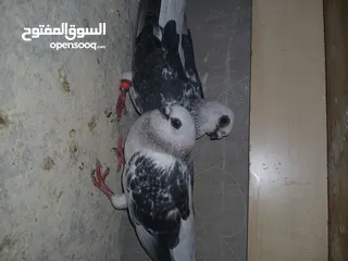  3 4 جواز شغاله  وفحل مكفوله للبيع دون الفراخ 35 دينار كوم