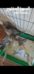  3 طيور كوكتيل مخاليف للبيع سعر الحبه 15 دينار