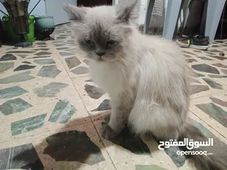  2 قطه انثى سكوتش فولد العمر 11شهر