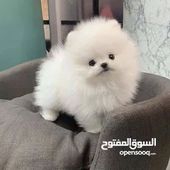  1 Teacup Pomeranian Puppy.