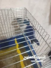  6 جوز فيشر + وجوزكنار جواز سغاله