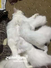  5 قطط للبيع صغار مع امهم