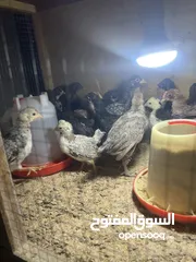  5 للبيع بيض وصيصان دجاج على حسب العمر