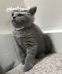  1 British Shorthair Puppy